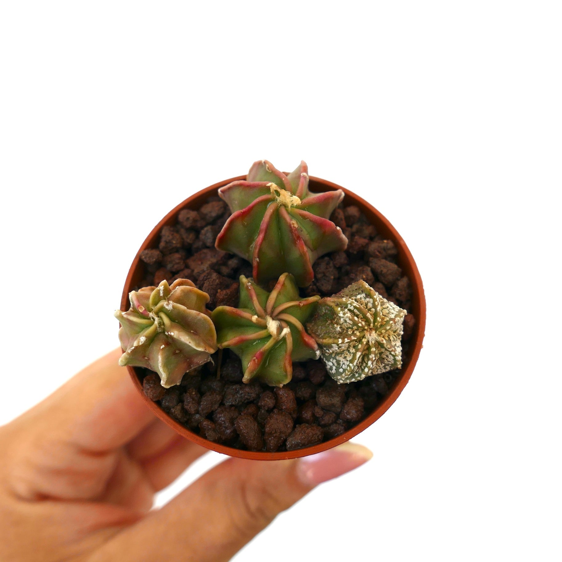 Astrophytum små sukkulentplanter med stjerneformede ribber og teksturerte overflater i potte