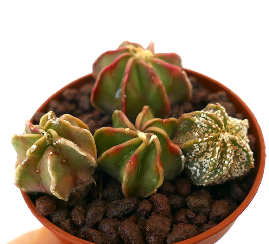 Astrophytum succulent cactus seedlings with star-shaped ribs and white speckled texture in pot