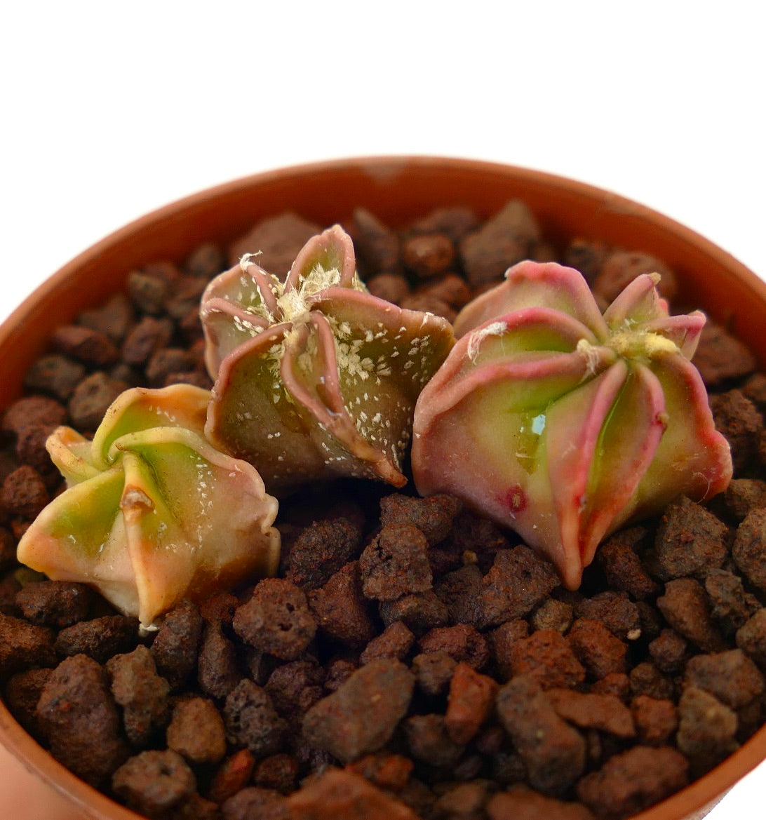 Astrophytum Hybrid Sukkulenten-Trio mit sternförmigen, gerippten Körpern und rosa-grüner Variegation im Topf