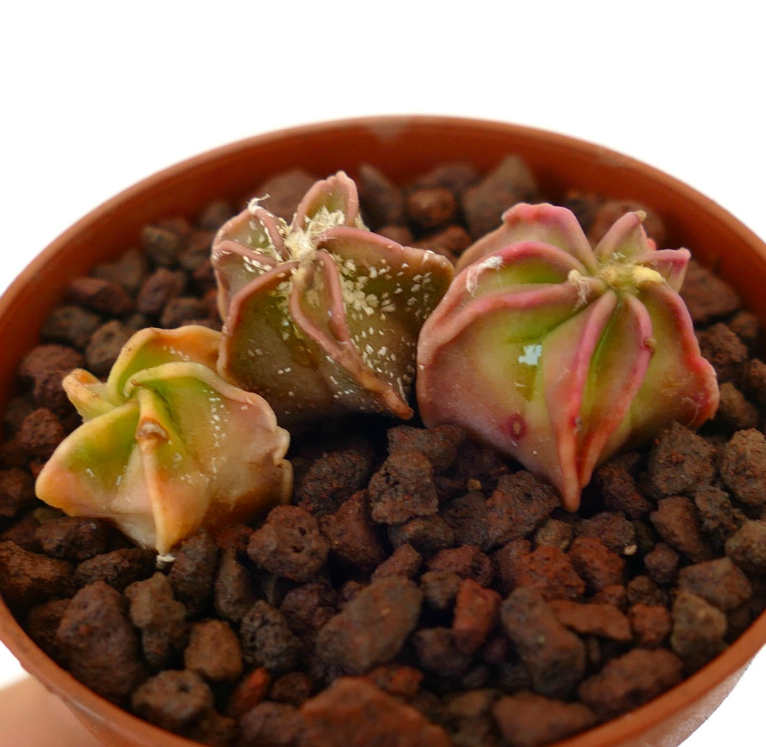 Astrophytum seltener sukkulenter Kaktus mit drei kleinen sternförmigen Hybridsprossen im Topf