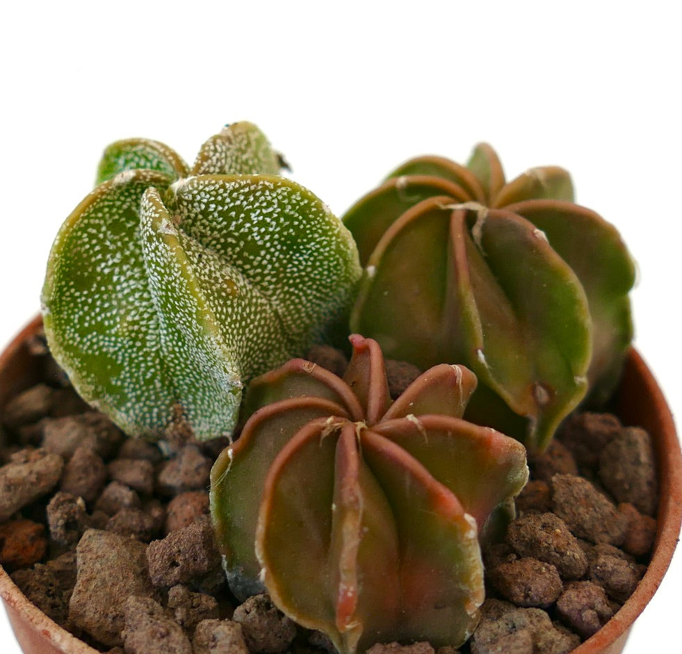 Astrophytum succulent cactus trio with speckled and ribbed green-brown textured stems
