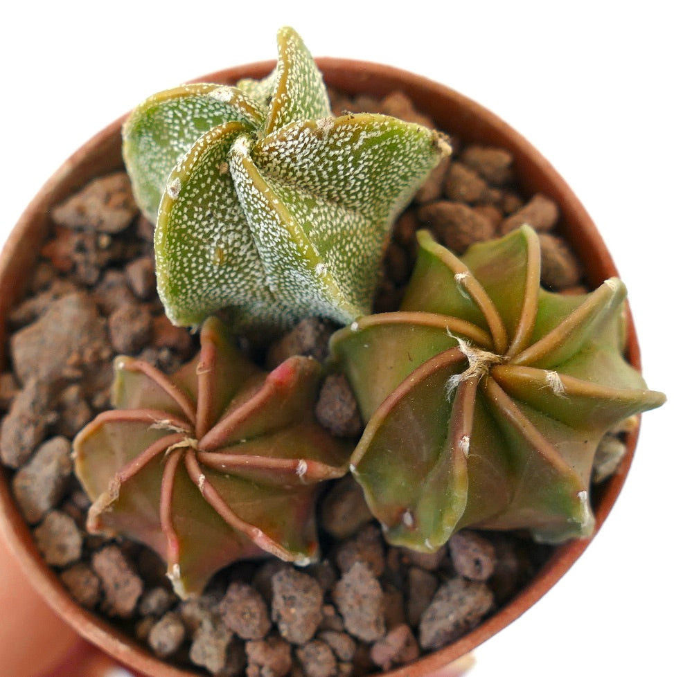 Astrophytum succulent cactus trio with textured white speckled and smooth green-brown stems