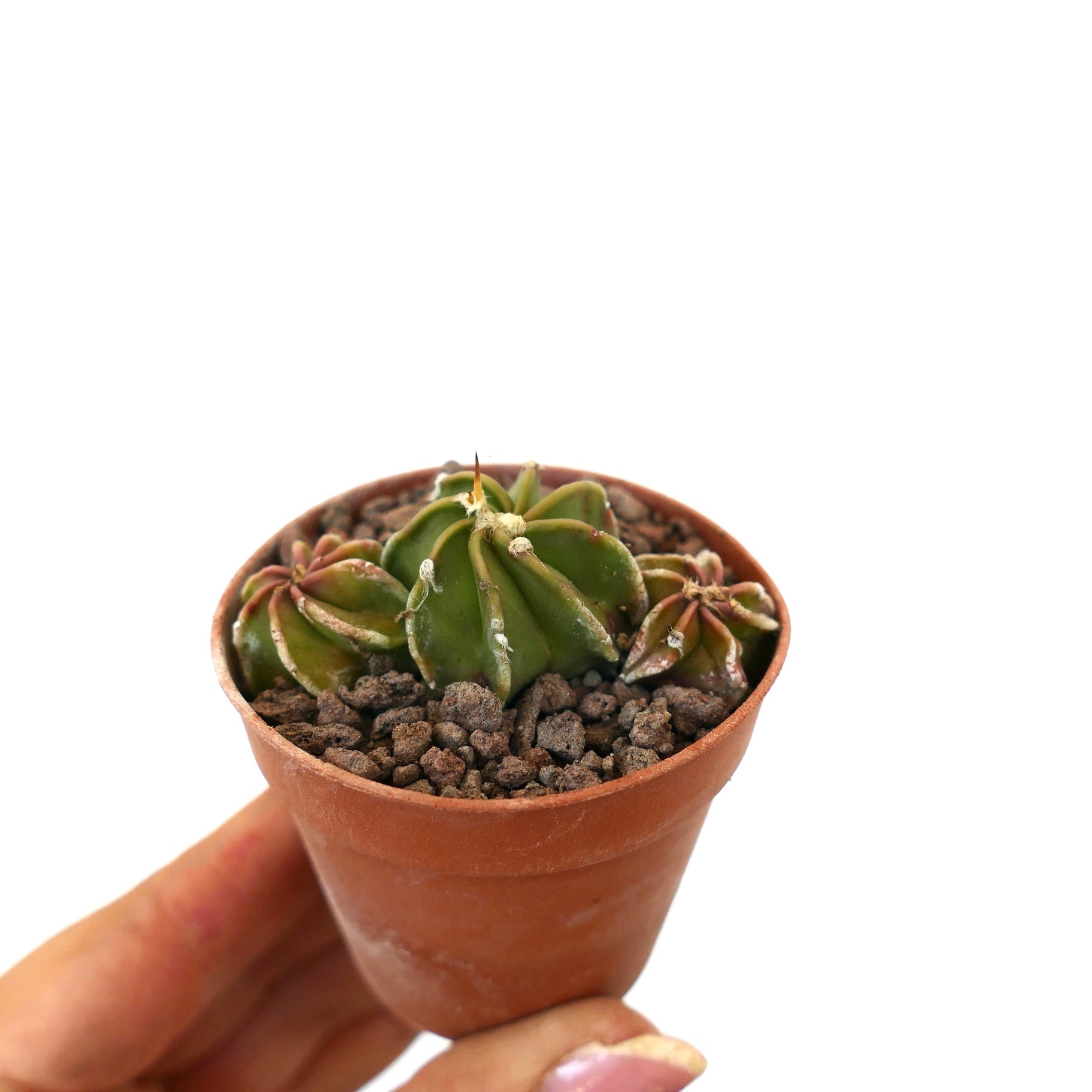 Astrophytum succulent cactus with three small green ribbed stems in terracotta pot