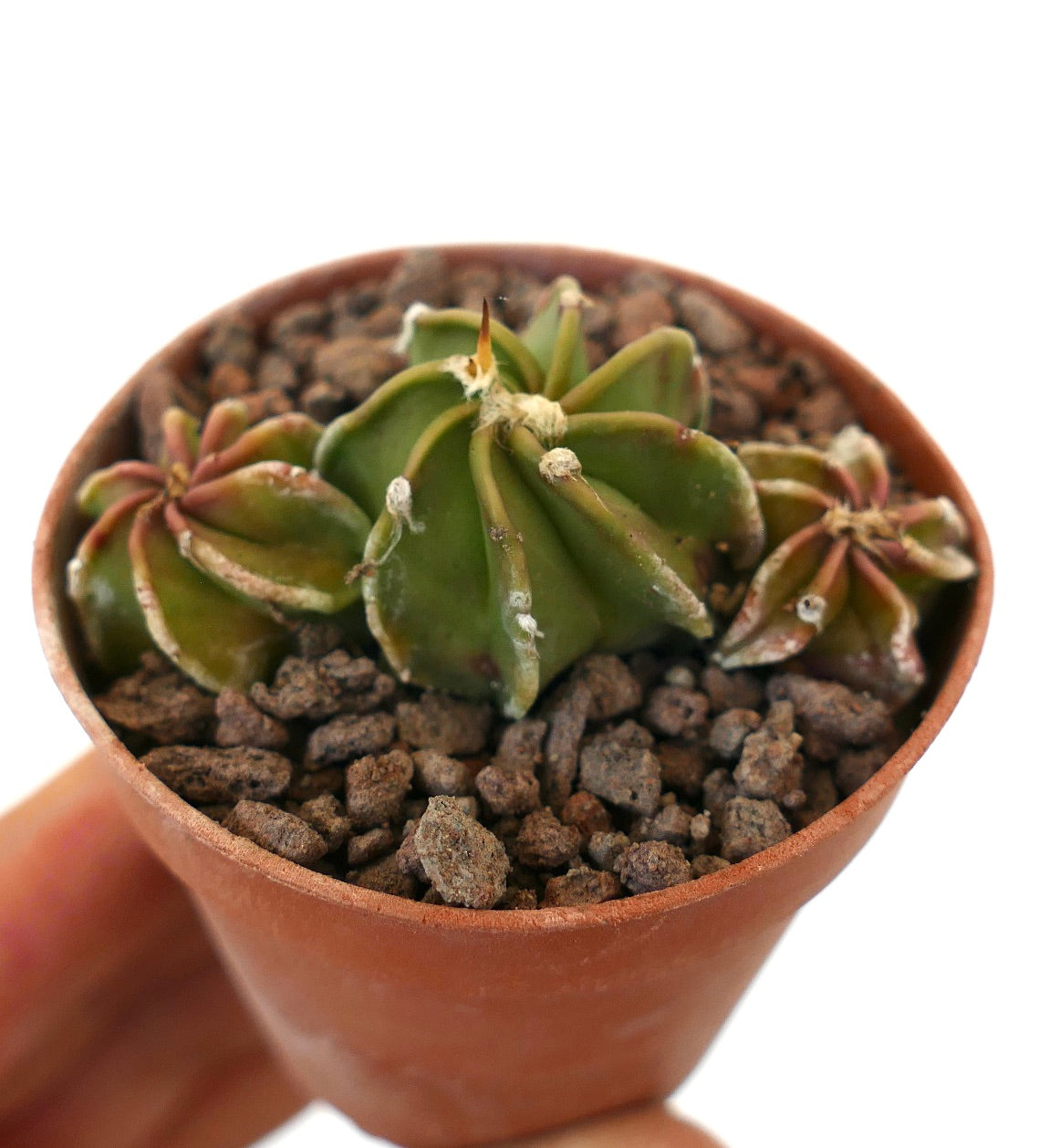 Astrophytum small green succulent cactus with star-shaped ribs and tiny white tufts in pot