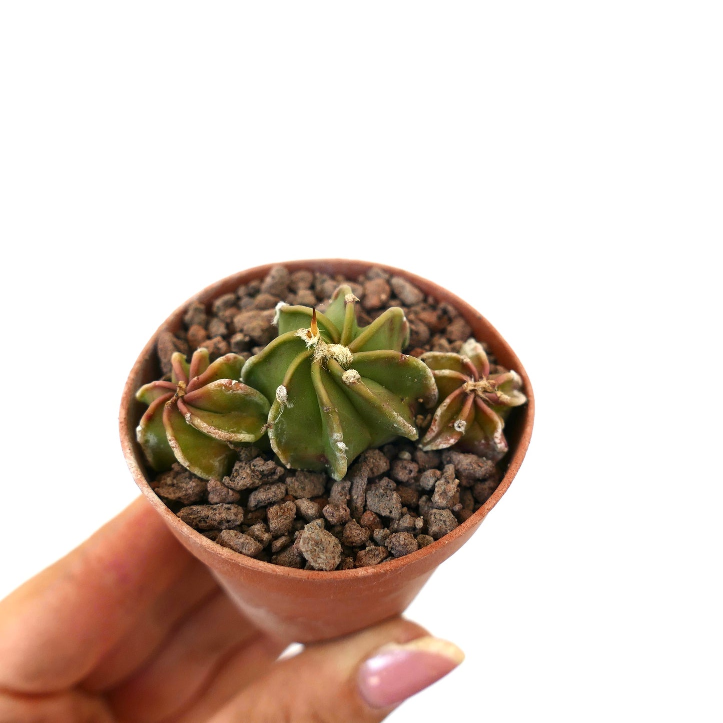 Astrophytum succulent cactus with three small ribbed green stems in terracotta pot