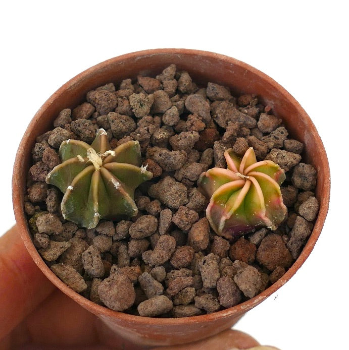 Astrophytum succulent cactus pair with variegated and green star-shaped bodies in pot