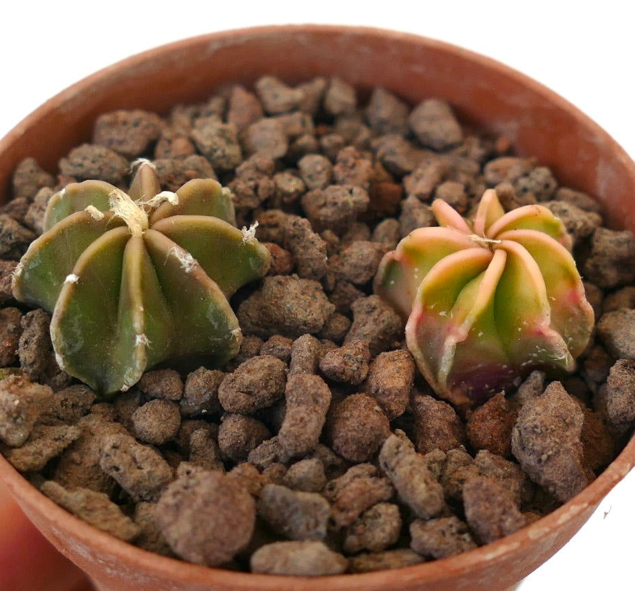 Astrophytum small succulent cactus pair with variegated and green star-shaped ribs in pot