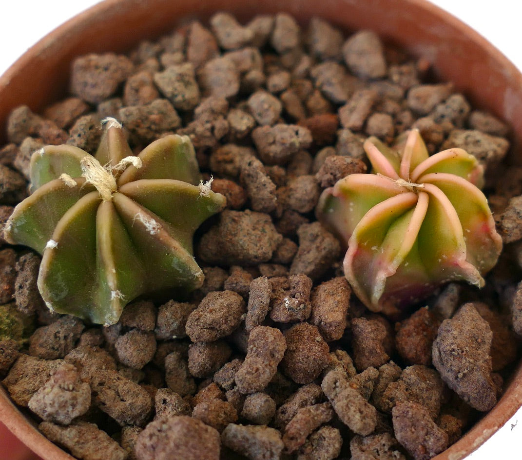 Astrophytum succulent cactus pair with star-shaped ribs and variegated coloration in pot