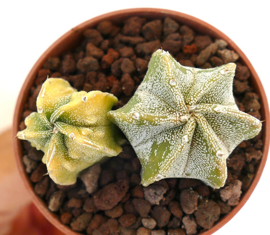 Astrophytum succulent cactus pair with star-shaped ribs and white speckled texture