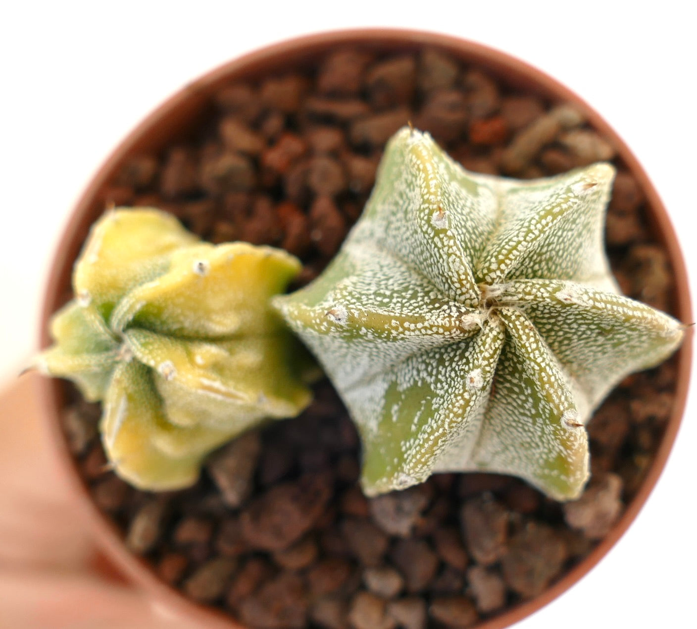 아스트로피텀 후쿠류 얼룩무늬 다육질 선인장, 별 모양의 능선과 흰 점무늬