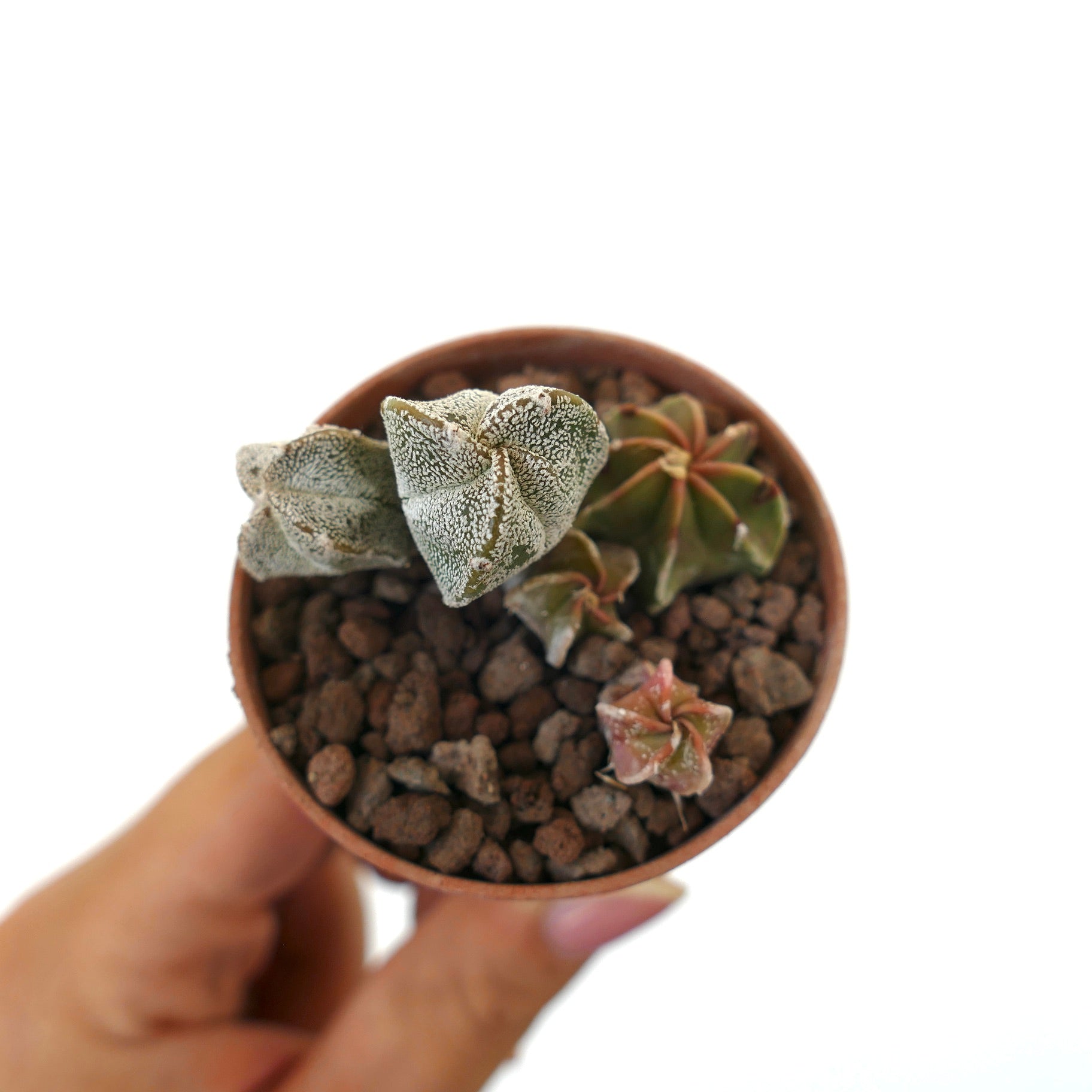 Astrophytum seedling with textured white speckled green succulent cactus in small pot