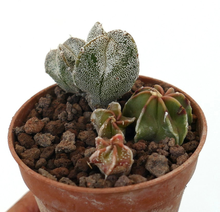 Astrophytum seedling with textured white speckled and smooth green succulent cactus in pot