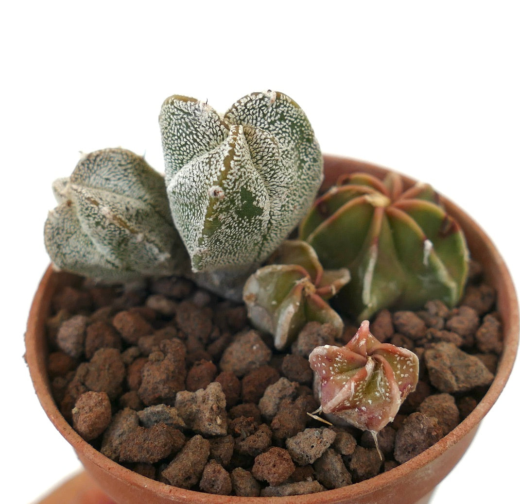 Astrophytum seedling succulent cactus with white speckled star-shaped green bodies