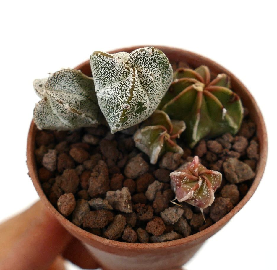 Astrophytum tricostatum succulent cactus seedlings with textured white speckled skin in pot