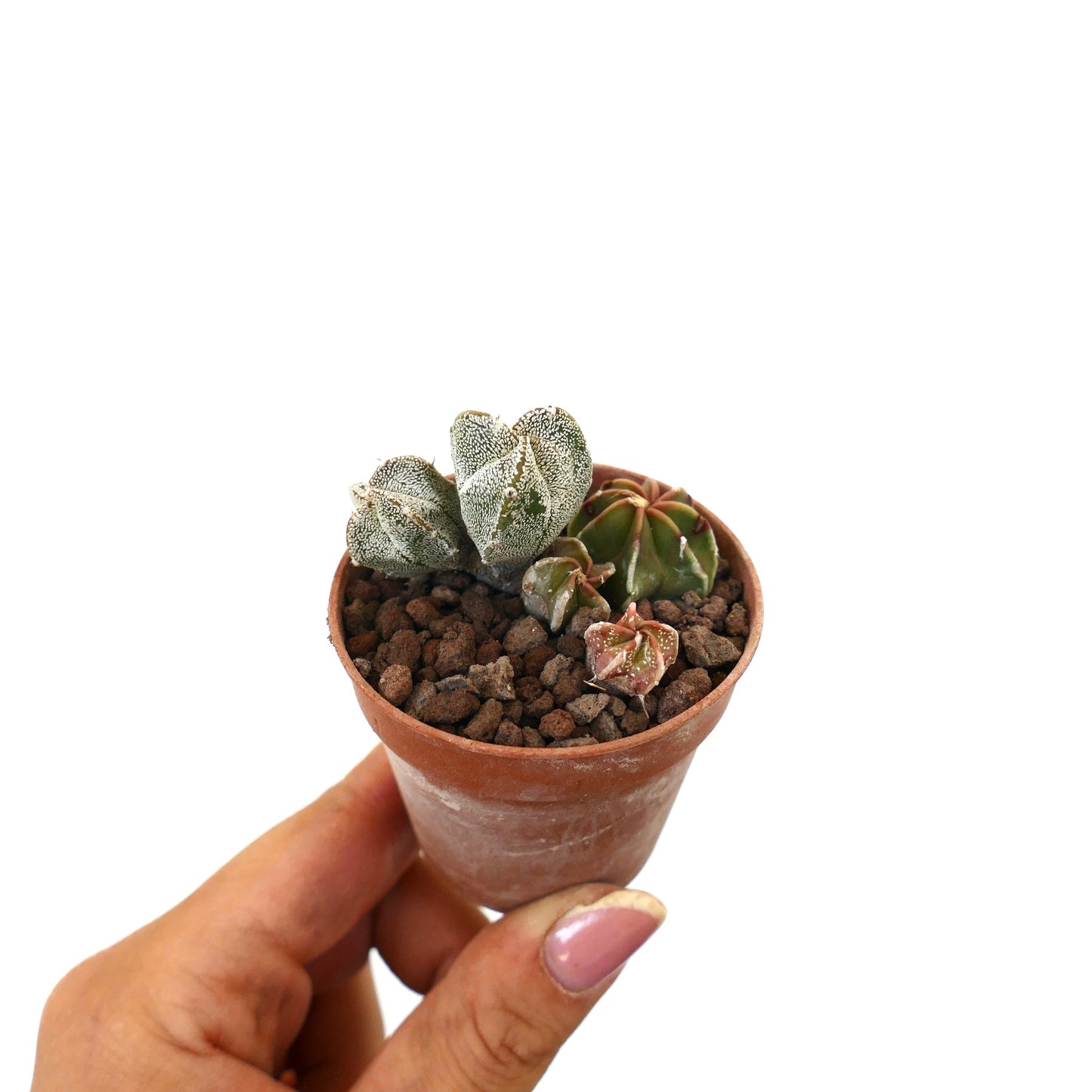 Astrophytum seedling with small, textured, star-shaped succulent cactus in terracotta pot