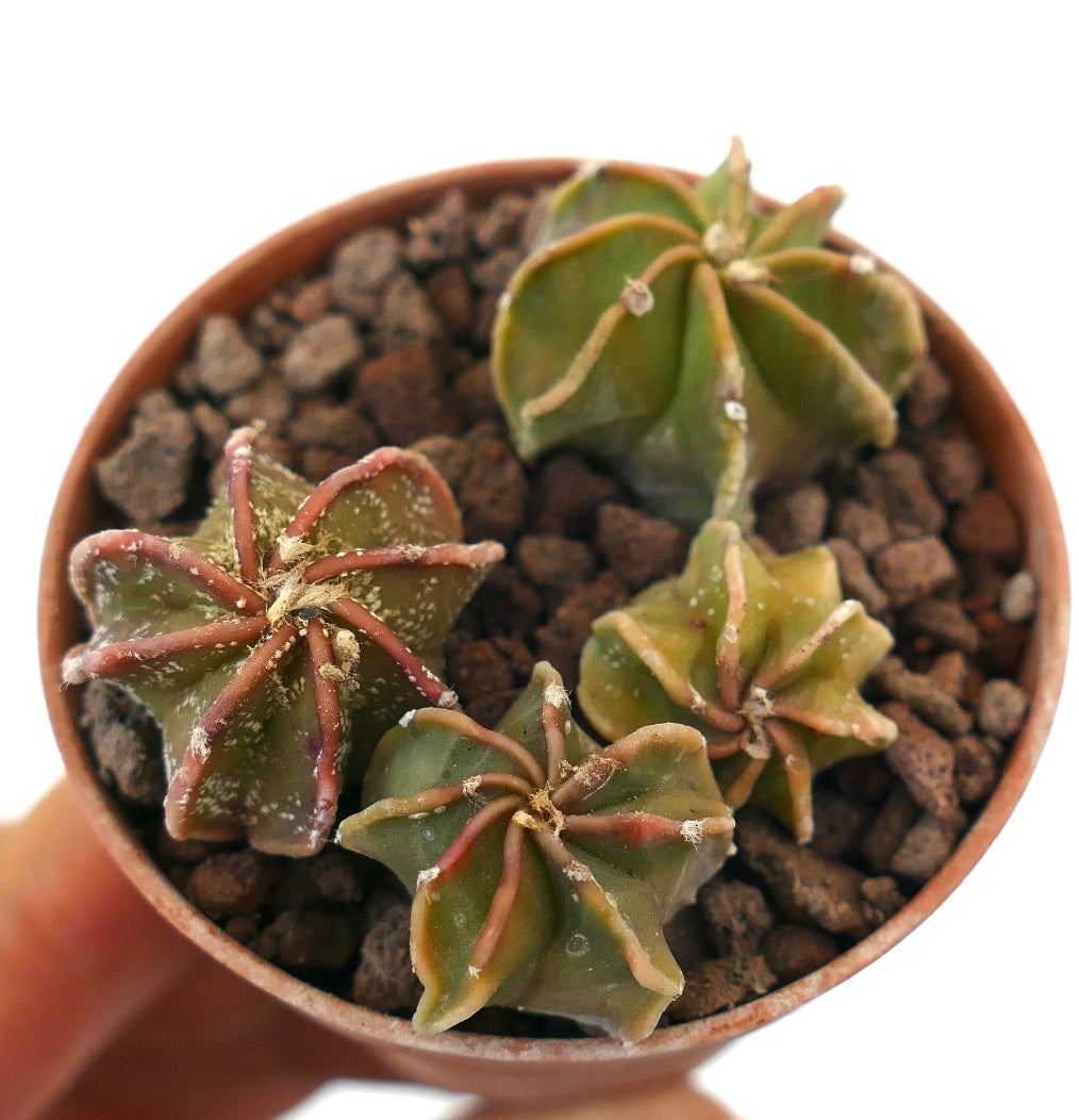 Astrophytum seedlings with star-shaped succulent green bodies and reddish ribs in pot