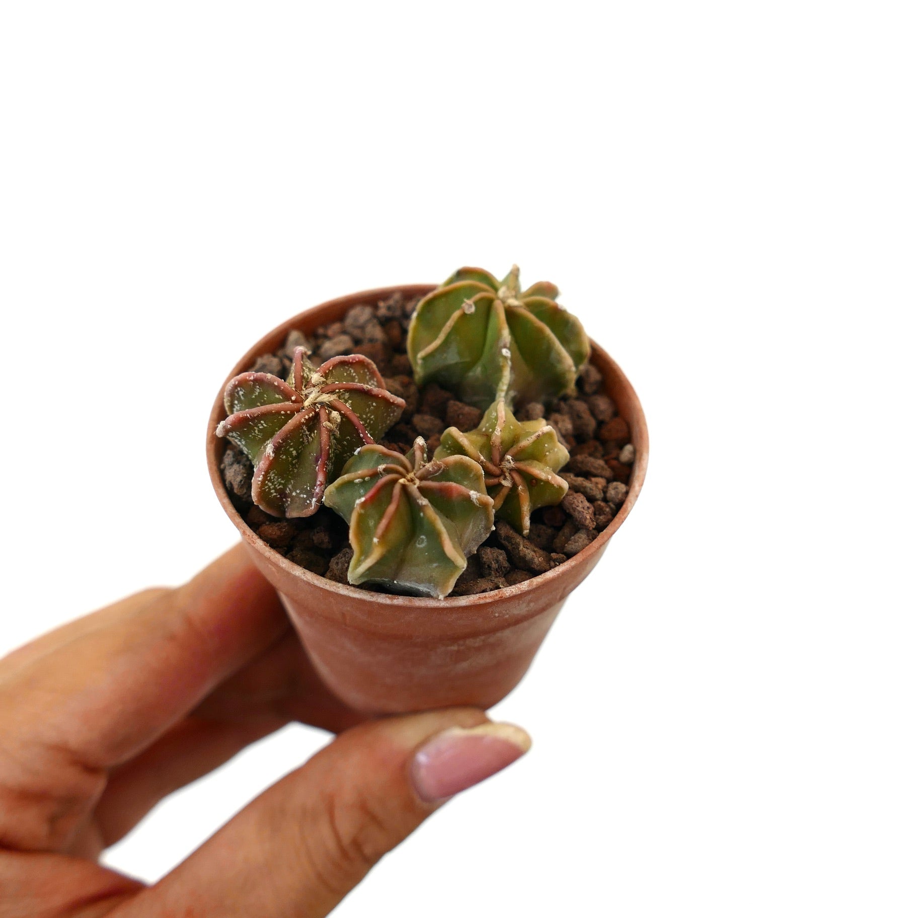 Astrophytum seedlings small succulent cactus with star-shaped ribbed green bodies and fine white speckles