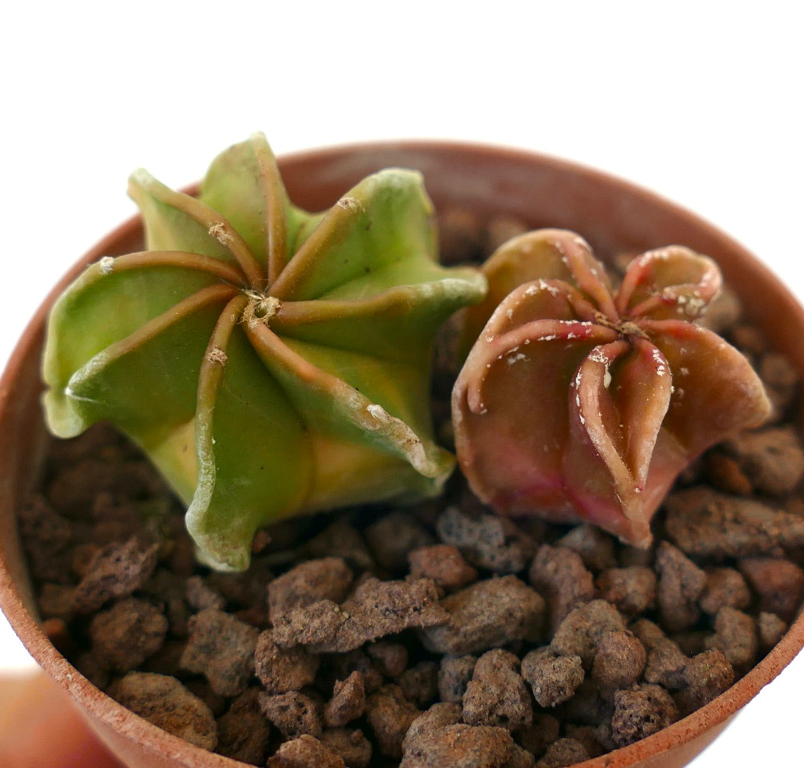 Astrophytum seedlings succulent cactus with green and red star-shaped ribs in pot