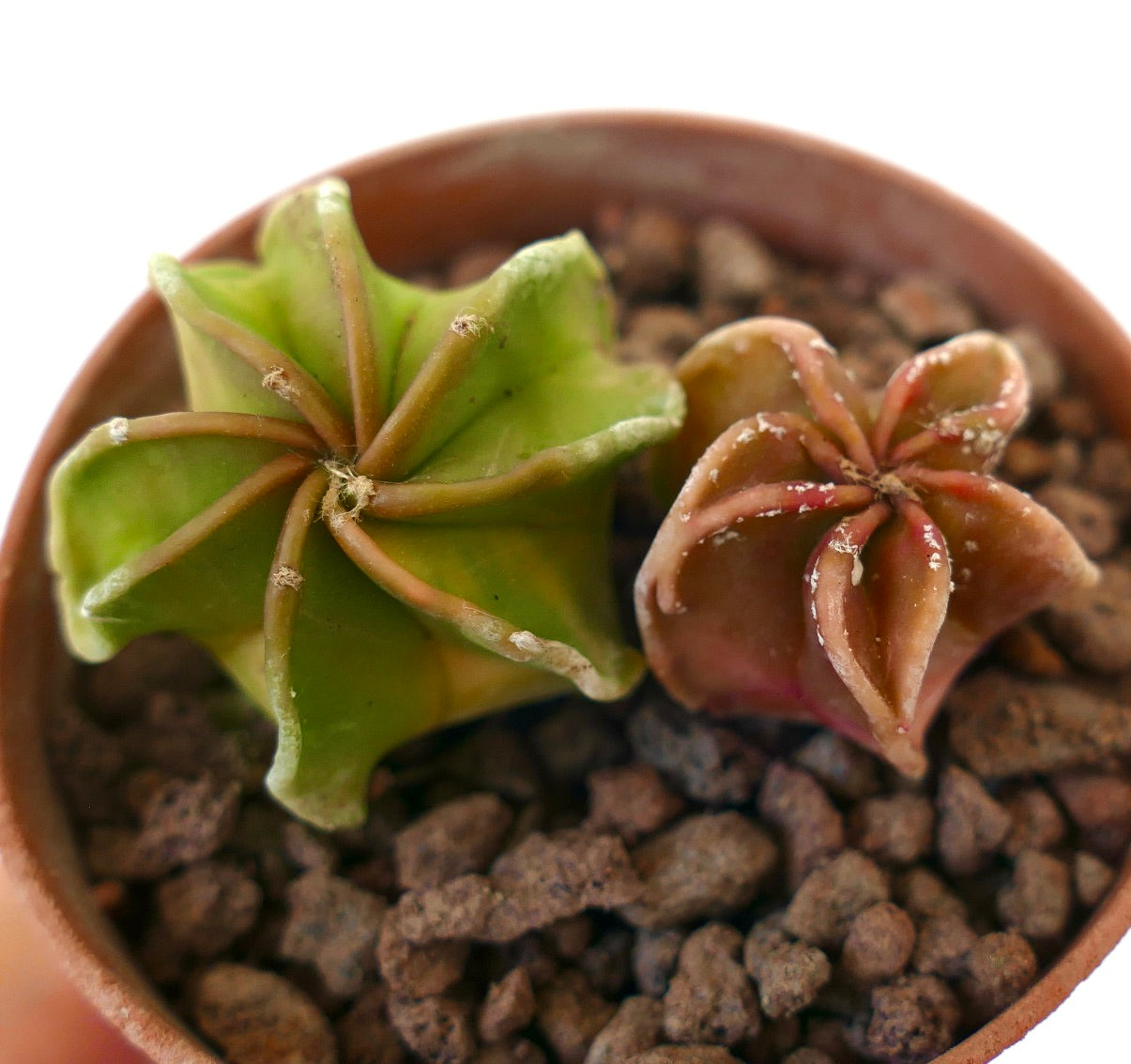 Astrophytum seedlings with star-shaped ribs and green and reddish succulent bodies in pot