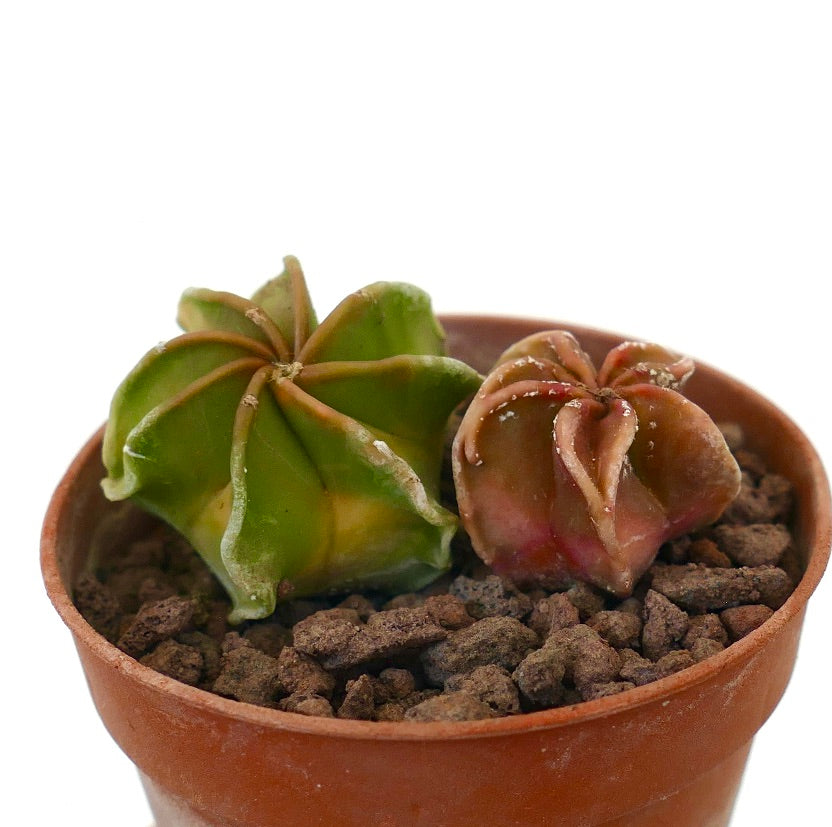 Astrophytum seedlings succulent cactus with green and red star-shaped bodies in pot