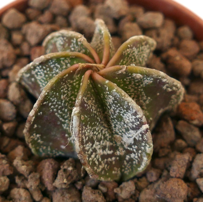 Astrophytum succulent cactus with speckled green and white textured pads in rocky soil