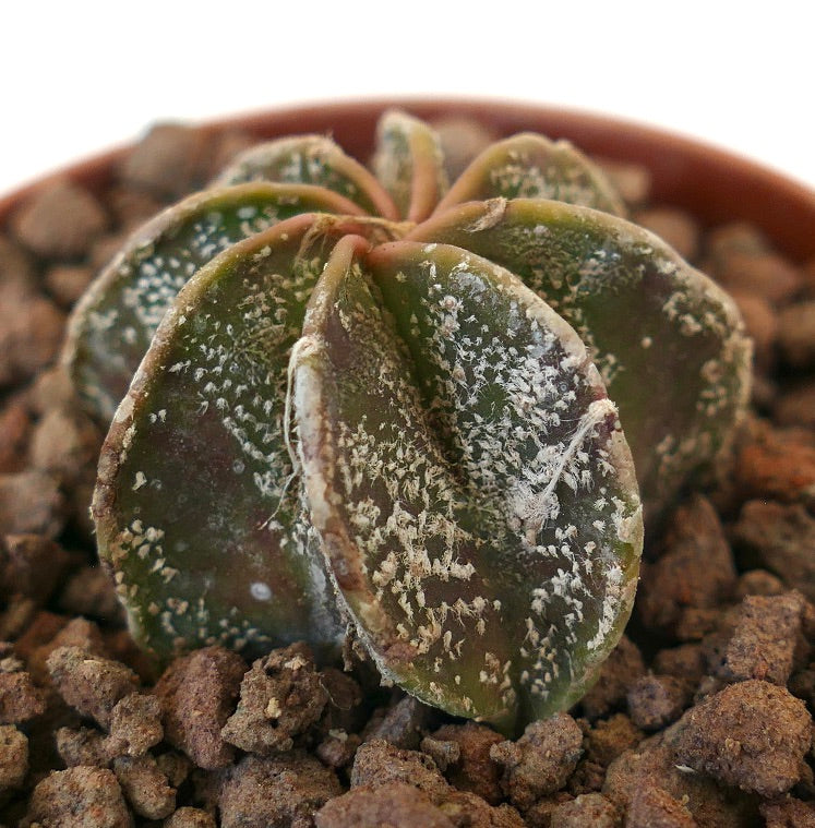 Astrophytum succulent cactus with rounded green pads and white speckled texture in potting soil