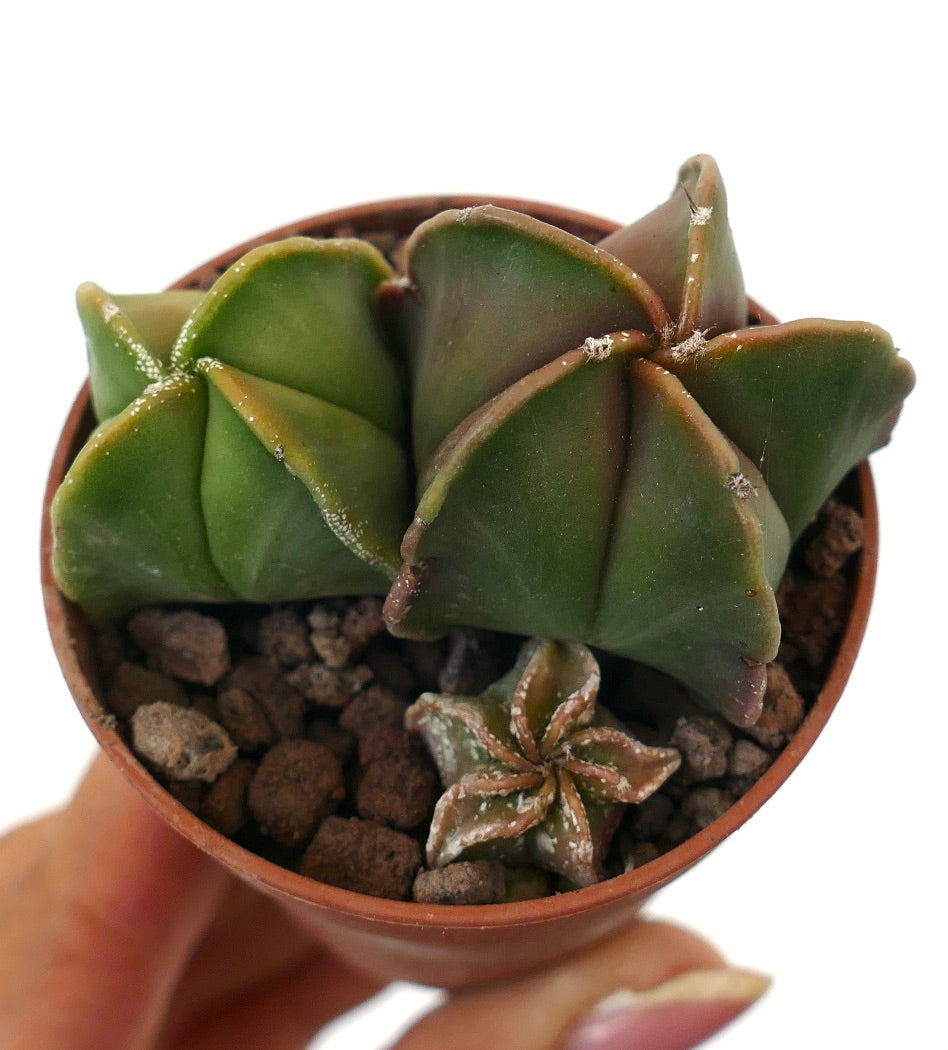 Astrophytum rare succulent cactus with star-shaped ribs and smooth green texture in pot