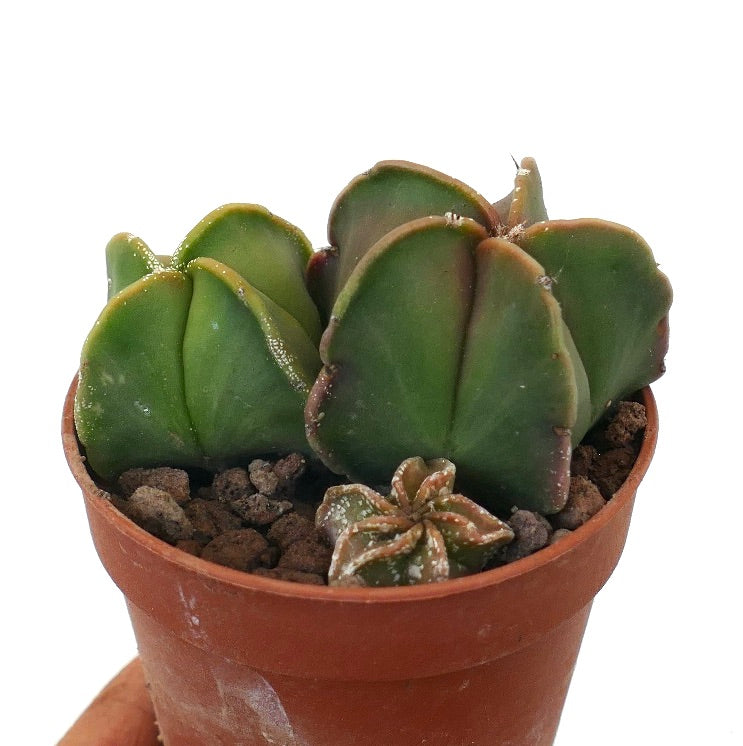 Astrophytum succulent cactus with thick green ribs and small spines in terracotta pot