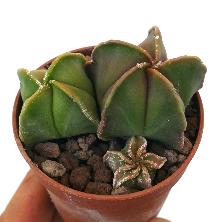 Astrophytum succulent cactus with star-shaped green pads and textured surface in pot