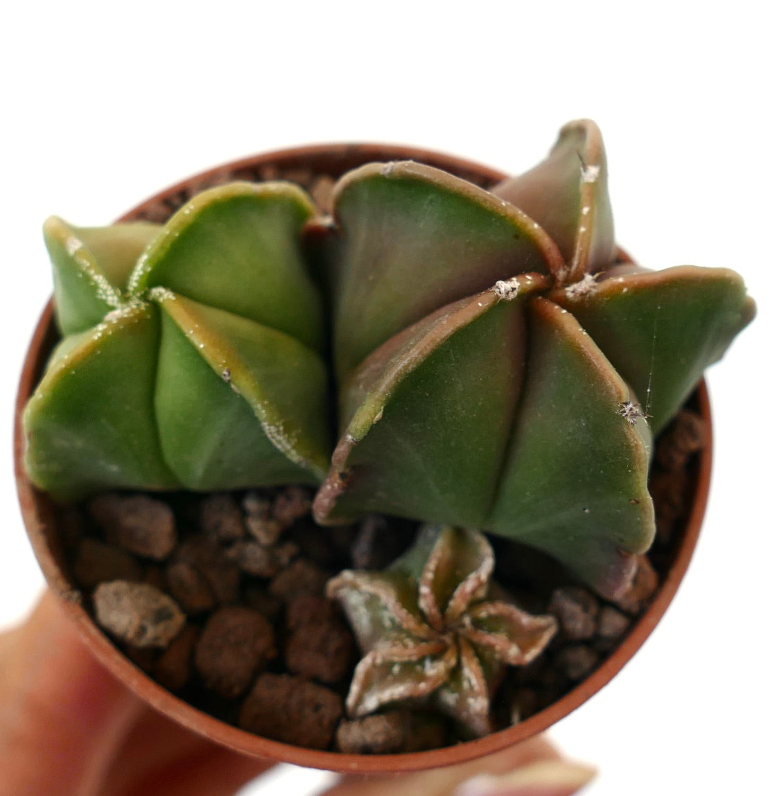 Astrophytum succulent cactus with star-shaped green ribs and brown edges in small pot