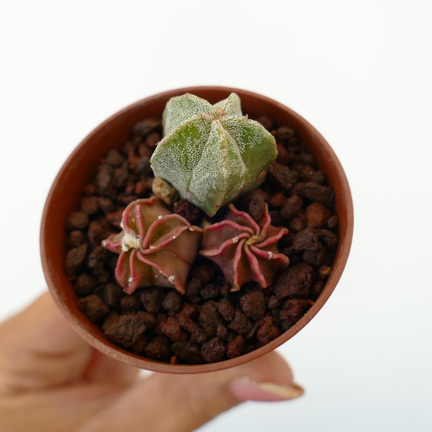Trio di piccoli cactus succulenti Astrophytum con fusti verdi e rossi a forma di stella e texture, in vaso