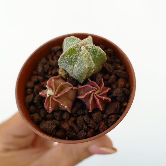 Astrophytum small succulent cactus trio with textured green and red star-shaped stems in pot