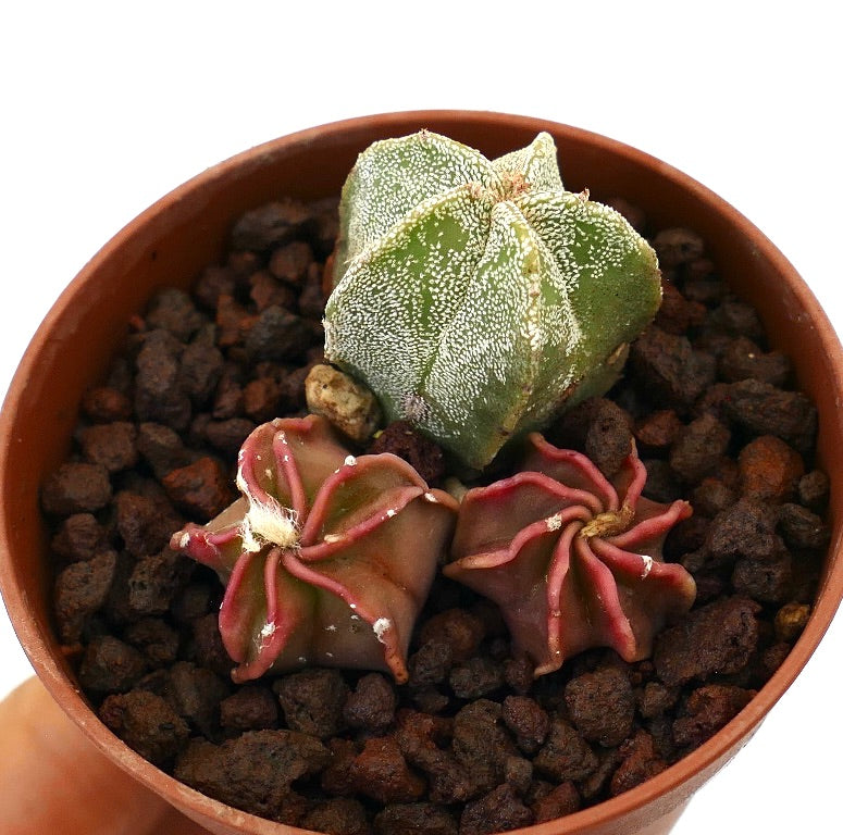 Trio di cactus succulenti Astrophytum con fusti verdi e rossi scanalati e testurizzati in vaso