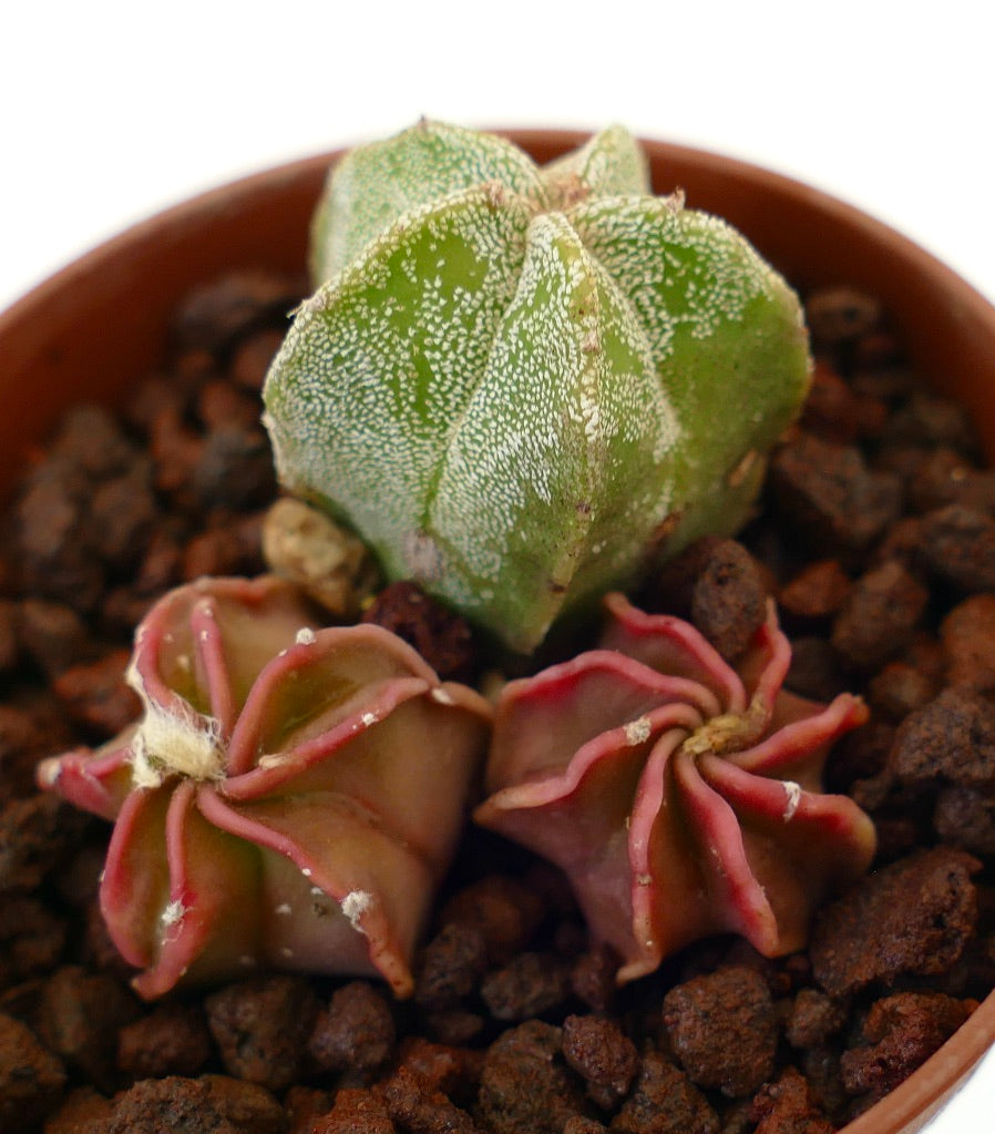 Cactus succulento Astrophytum con piccoli esemplari verdi a forma di stella e costolature rosse in vaso