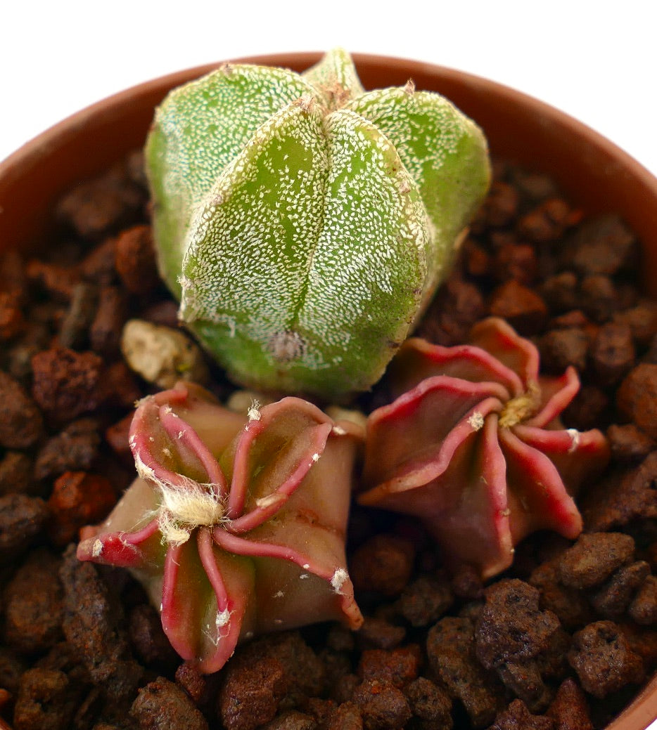 Astrophytum raro cactus succulento con fusti verdi e rossi a forma di stella e texture, in vaso