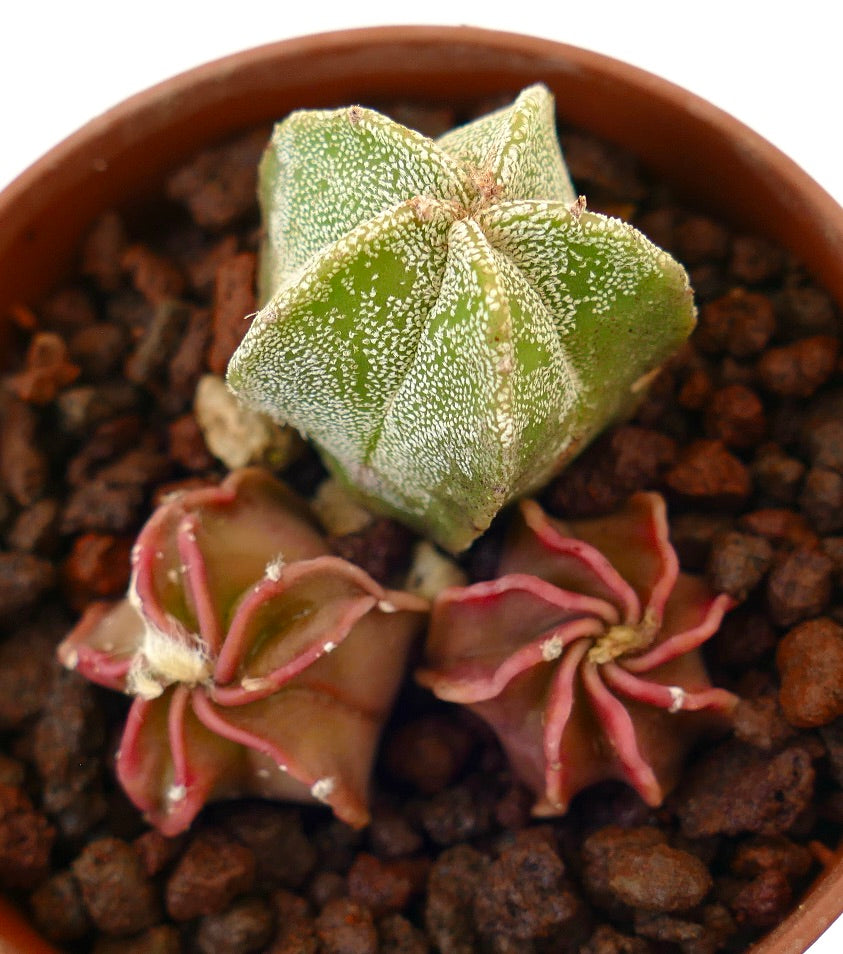 Trio di cactus succulenti Astrophytum con esemplari a forma di stella verde testurizzato e rossastra in vaso
