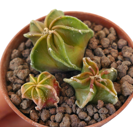 Astrophytum succulent cactus trio with star-shaped ribbed green bodies in terracotta pot