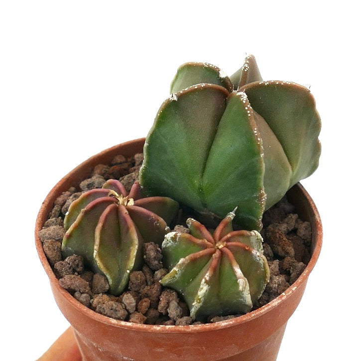 Astrophytum succulent cactus trio with ribbed green and reddish stems in terracotta pot