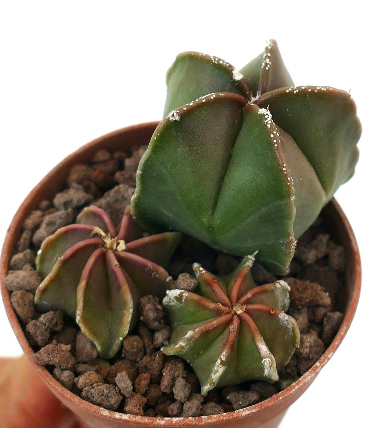 Astrophytum rare succulent cactus with green star-shaped stems and reddish ribs in pot
