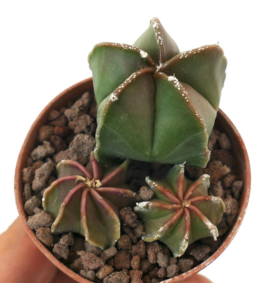 Astrophytum succulent cactus trio with star-shaped green and brown ribbed stems in pot