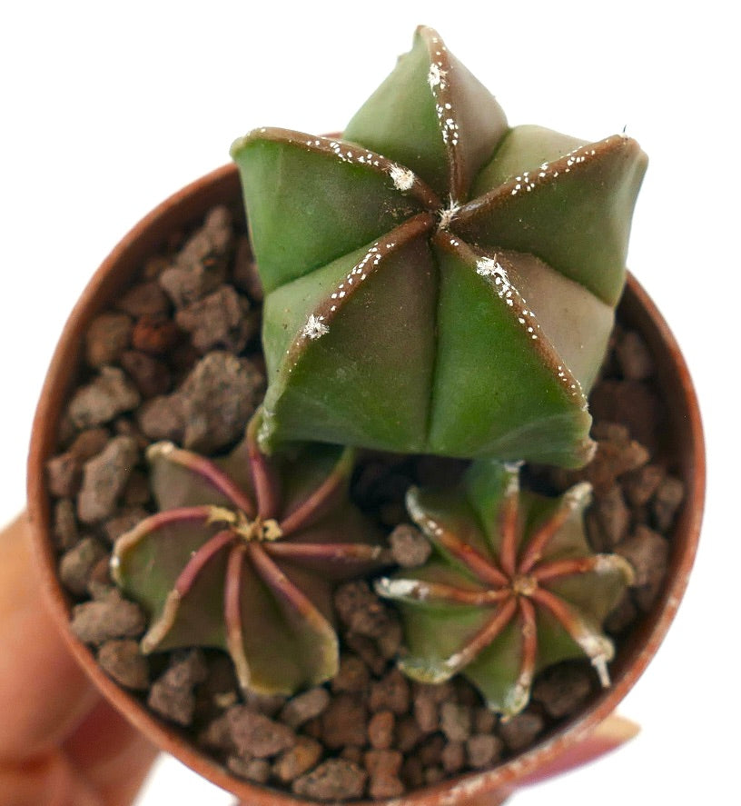 Astrophytum succulent cactus with star-shaped green stems and white speckled areoles