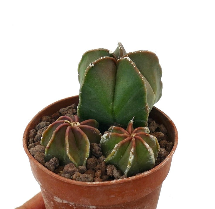 Astrophytum succulent cactus trio with ribbed green bodies and reddish edges in terracotta pot