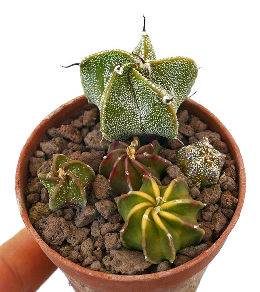Astrophytum succulent cactus seedlings with varied star-shaped ribs and speckled patterns in pot