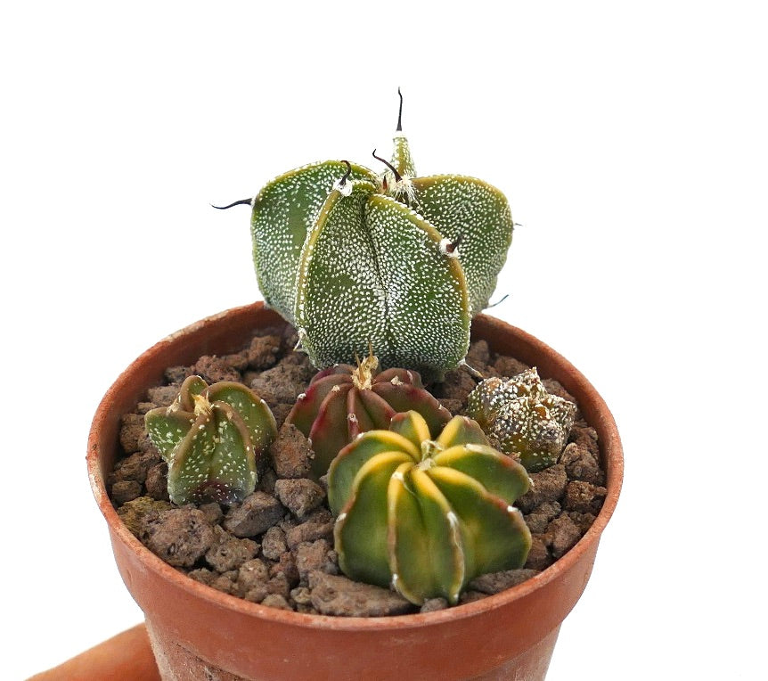 Astrophytum sukkulent kaktusplanter med stjerneformede ribbede kropper og hvite flekkete mønstre i potte