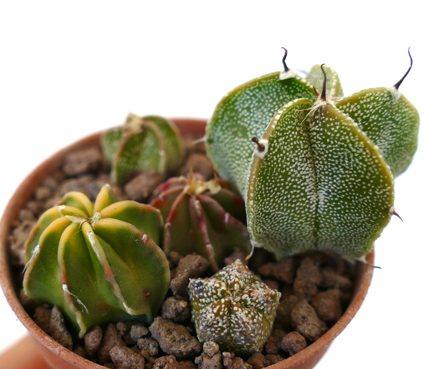 Astrophytum liten sukkulent kaktus med stjerneformede ribber og hvite flekkete mønstre i potte