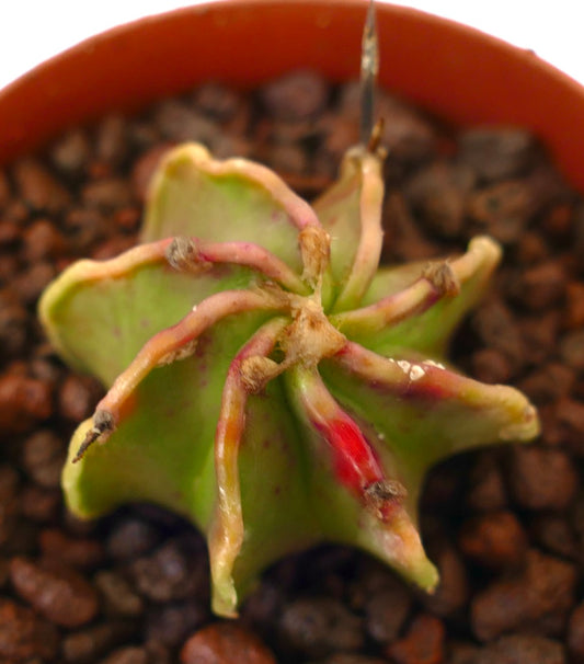 Astrophytum THAYO GREEN x BUFFALO rare succulent cactus with green star-shaped body and red highlights