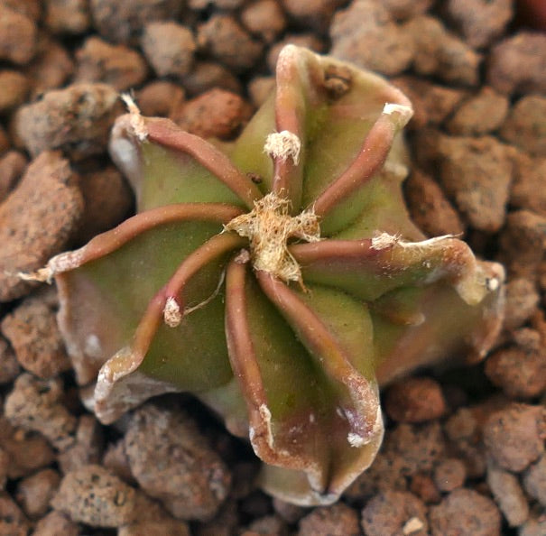 Astrophytum nudum rare cactus succulent avec des côtes en forme d'étoile et des épines brunâtres