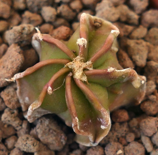Astrophytum nudum rare succulent cactus with star-shaped ribs and brownish spines