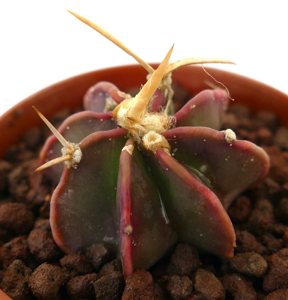 Astrophytum THAYO x BUFFALO AUREUM rare succulent cactus with dark purple-green ribs and long yellow spines