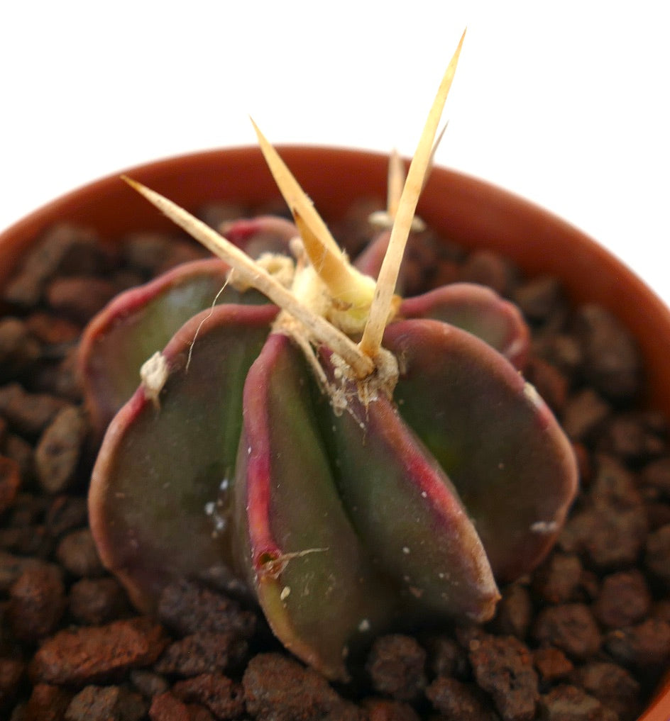 Astrophytum THAYO x BUFFALO AUREUM rare succulent cactus with thick ribs and prominent yellow spines